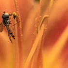 Schwebfliege bei der Mahlzeit