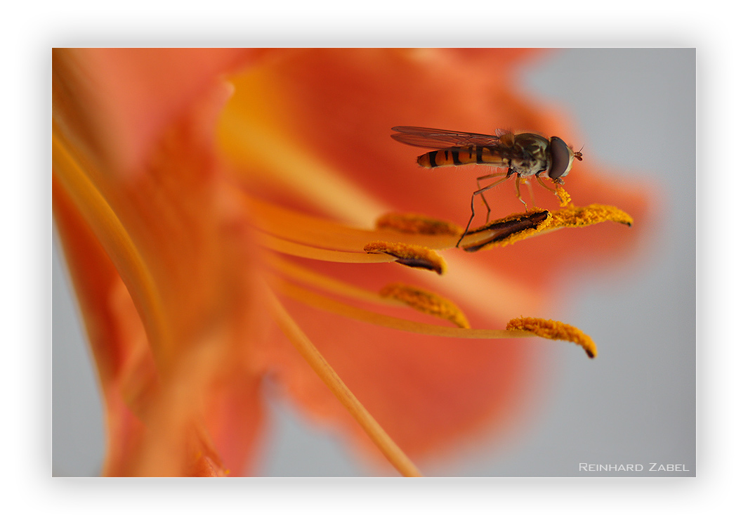 Schwebfliege bei der Nahrungsaufnahme