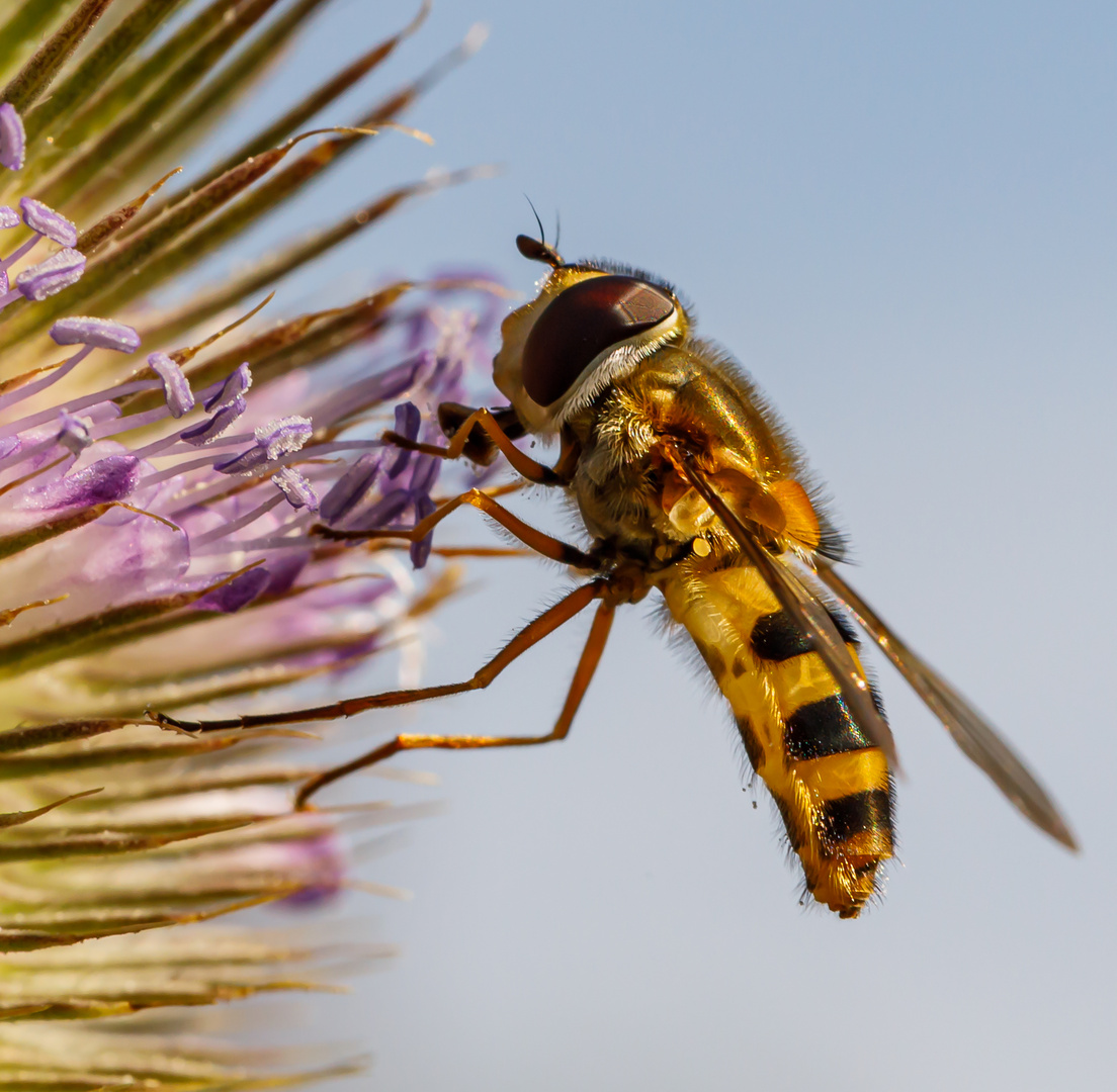 Schwebfliege bei der Nahrungsaufnahme (Syrphidae)