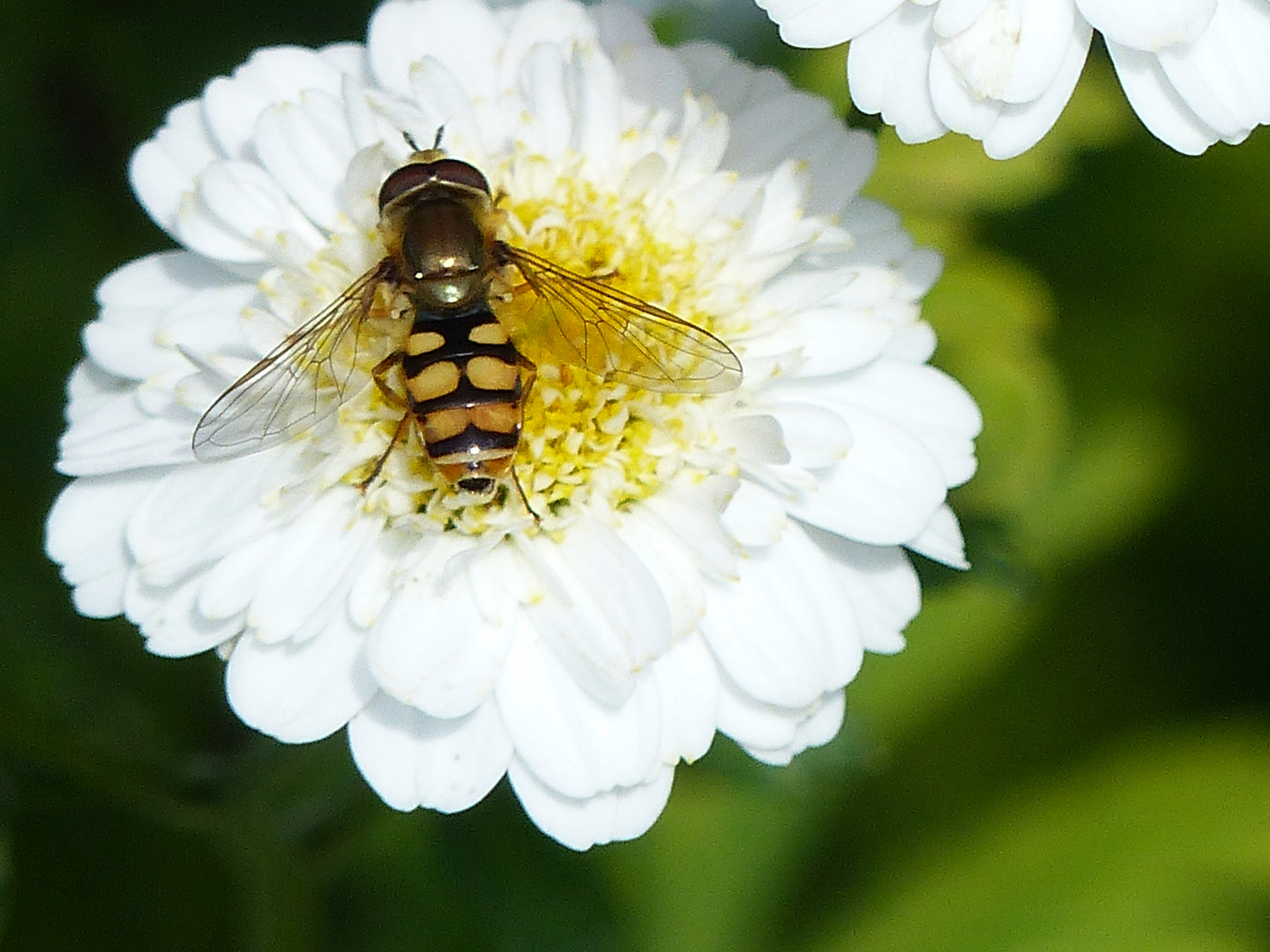 Schwebfliege bei der Nektarsuche