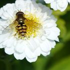 Schwebfliege bei der Nektarsuche