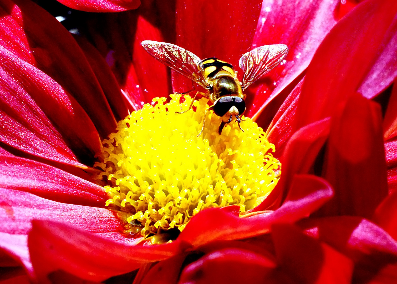 Schwebfliege bei der Nektarsuche