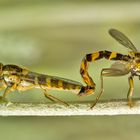 Schwebfliege bei der Paarung