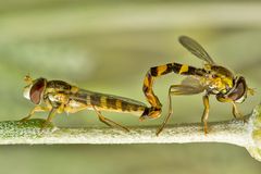 Schwebfliege bei der Paarung