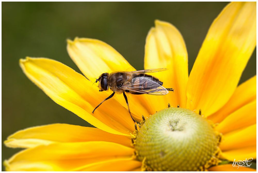 Schwebfliege bei der Pediküre