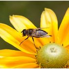 Schwebfliege bei der Pediküre