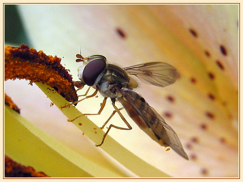 Schwebfliege bei der Pollenkur...