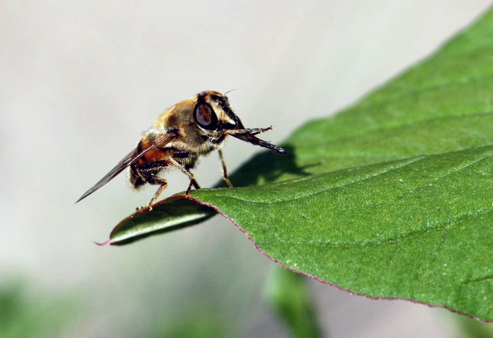 Schwebfliege bei der Rüsselpflege