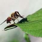 Schwebfliege bei der Rüsselpflege