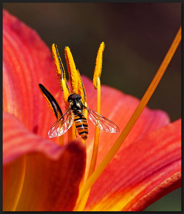 Schwebfliege bei einer Lilie zu Gast