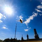 Schwebfliege bei erschwertem Landeanflug durch Gegenlicht