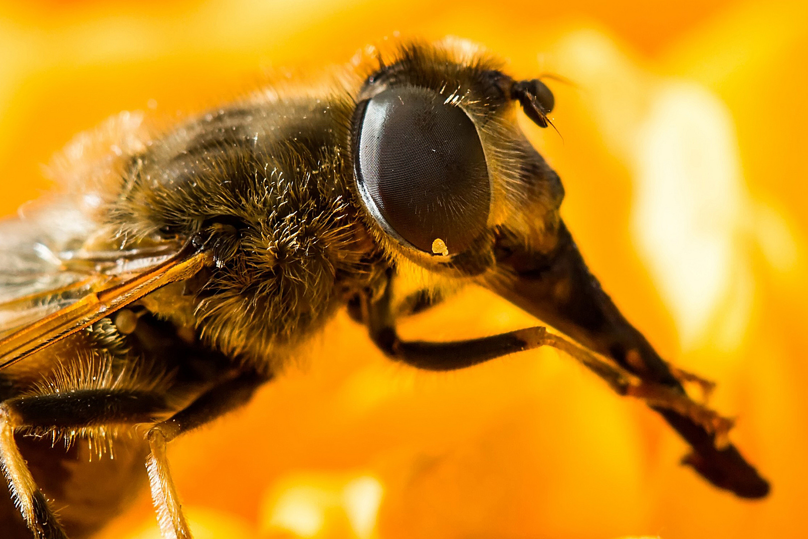 Schwebfliege bei Reinigung