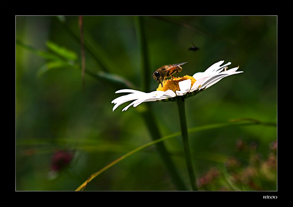 Schwebfliege beim Abendbrot.....