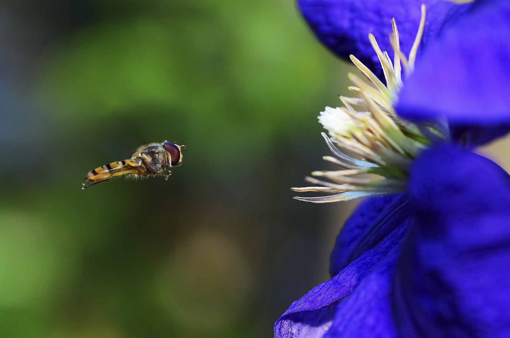 Schwebfliege beim Abendessen