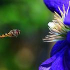 Schwebfliege beim Abendessen