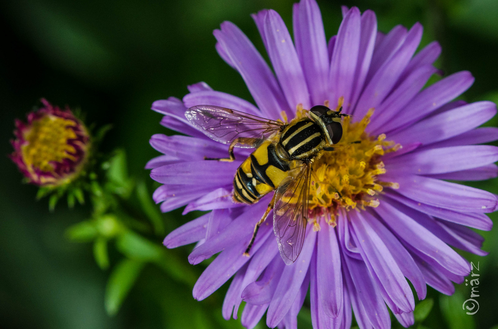 Schwebfliege beim Abendnekta