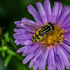 Schwebfliege beim Abendnekta