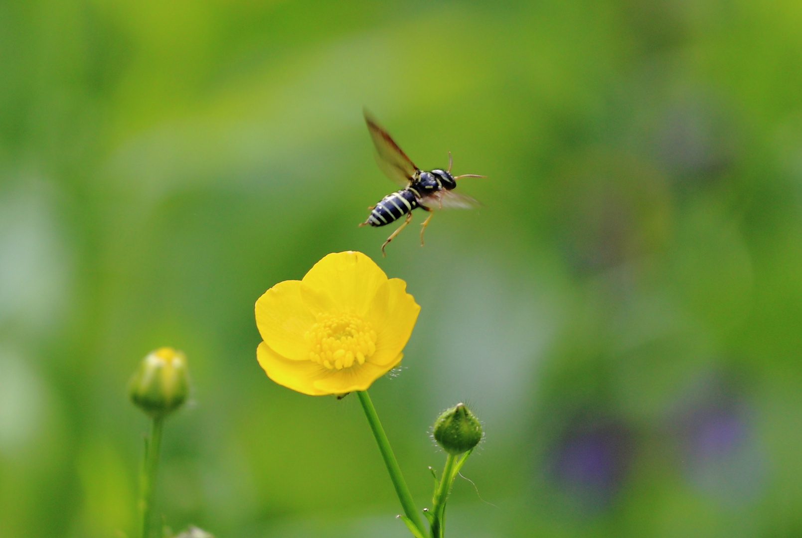 Schwebfliege beim Abflug