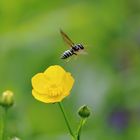 Schwebfliege beim Abflug