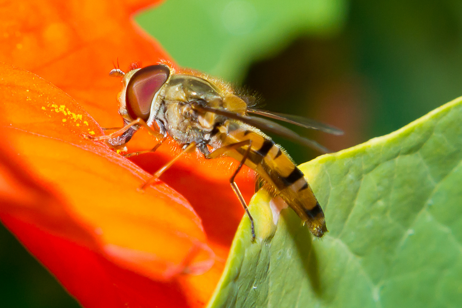 Schwebfliege beim Aufsaugen von Blütenstaub