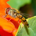 Schwebfliege beim Aufsaugen von Blütenstaub