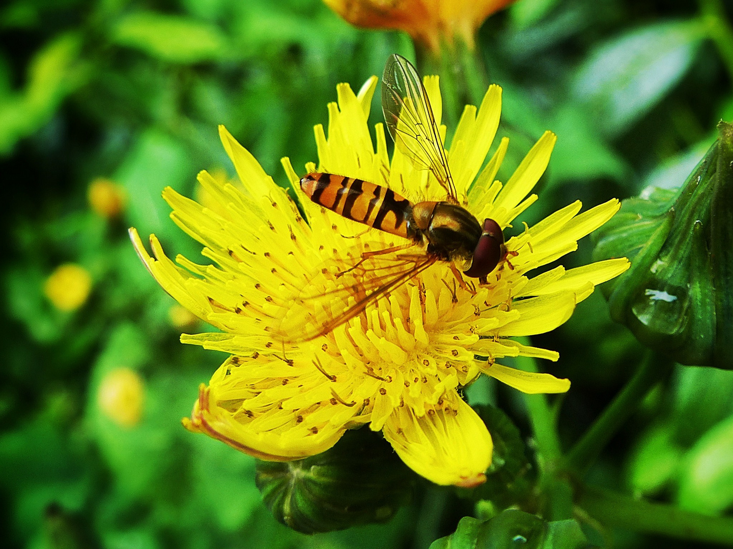 Schwebfliege beim Auftanken