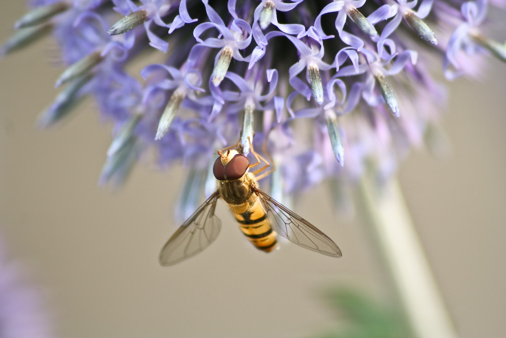 Schwebfliege beim essen