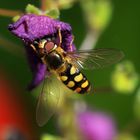 Schwebfliege beim Frühstück !