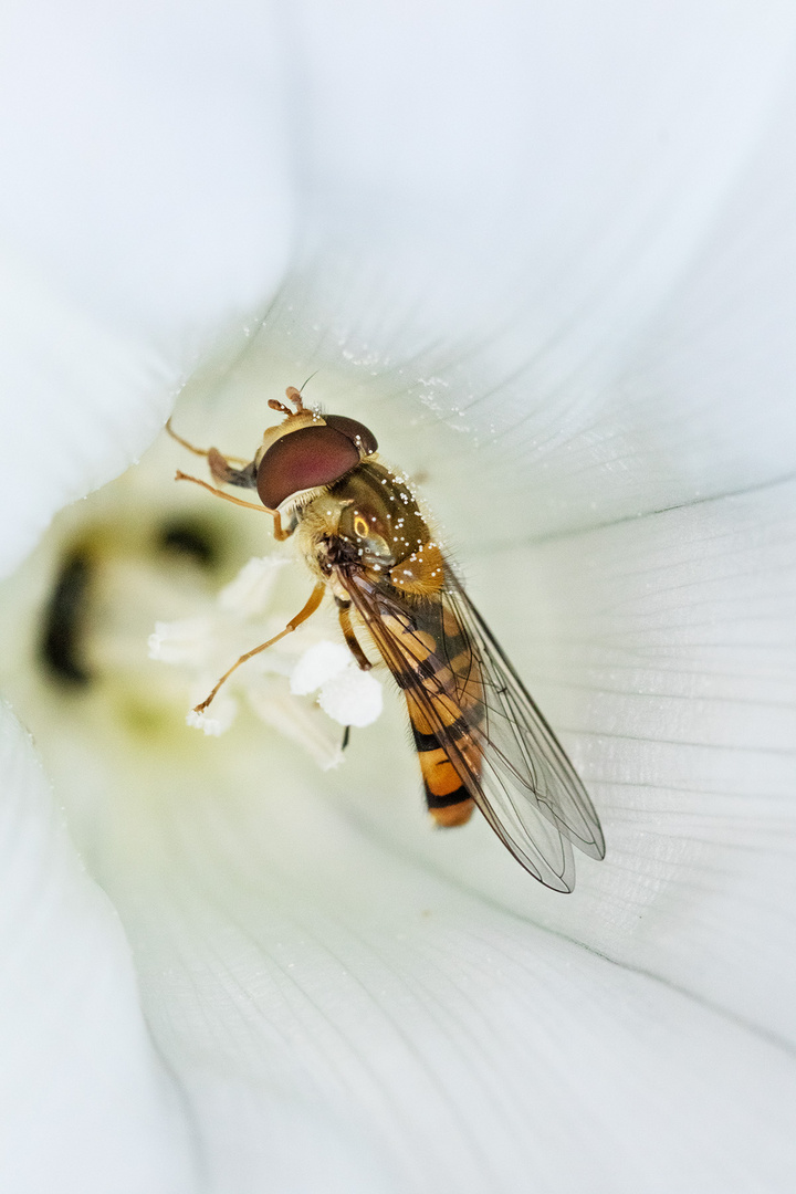 Schwebfliege beim Frühstück