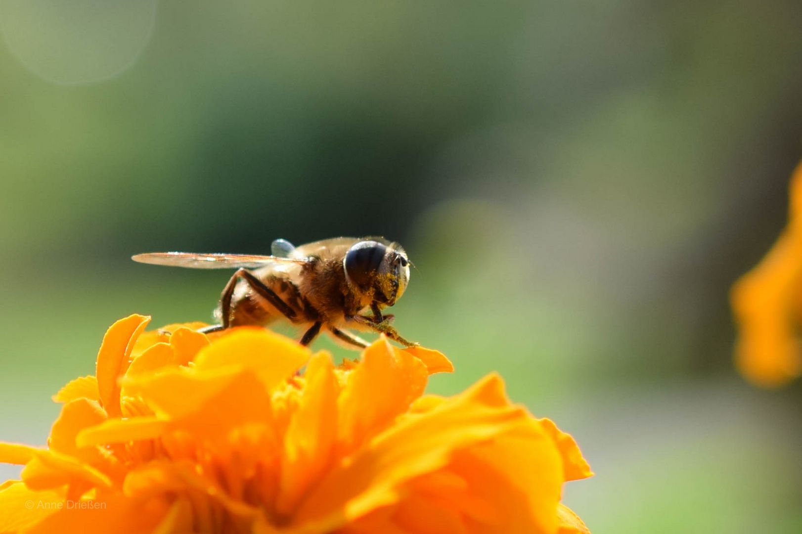 Schwebfliege beim Frühstück.