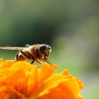 Schwebfliege beim Frühstück.