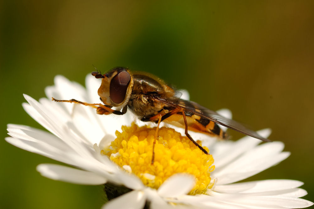 Schwebfliege beim Frühstück