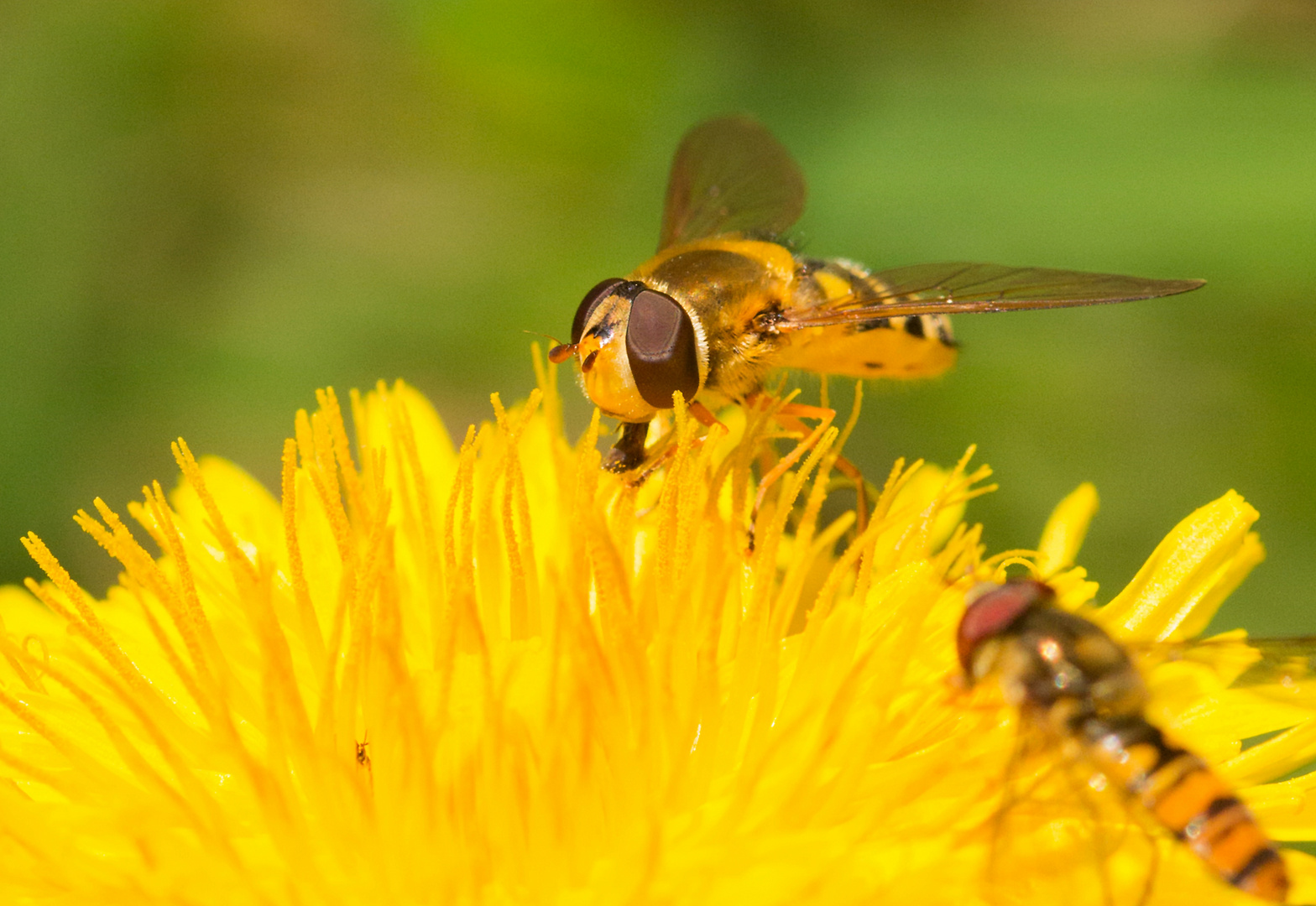 Schwebfliege beim Frühstück 