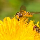 Schwebfliege beim Frühstück 