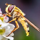 Schwebfliege beim Frühstück