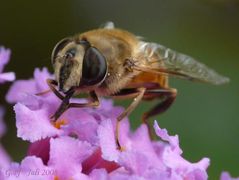 Schwebfliege beim Futtern