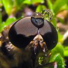 Schwebfliege beim Giessen übersehen