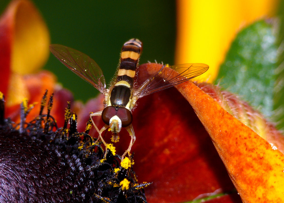 Schwebfliege beim mittag