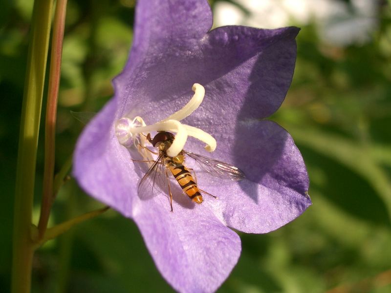 Schwebfliege beim Mittagsmahl