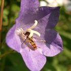 Schwebfliege beim Mittagsmahl