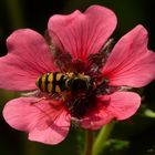 Schwebfliege beim Morgenmahl