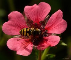 Schwebfliege beim Morgenmahl