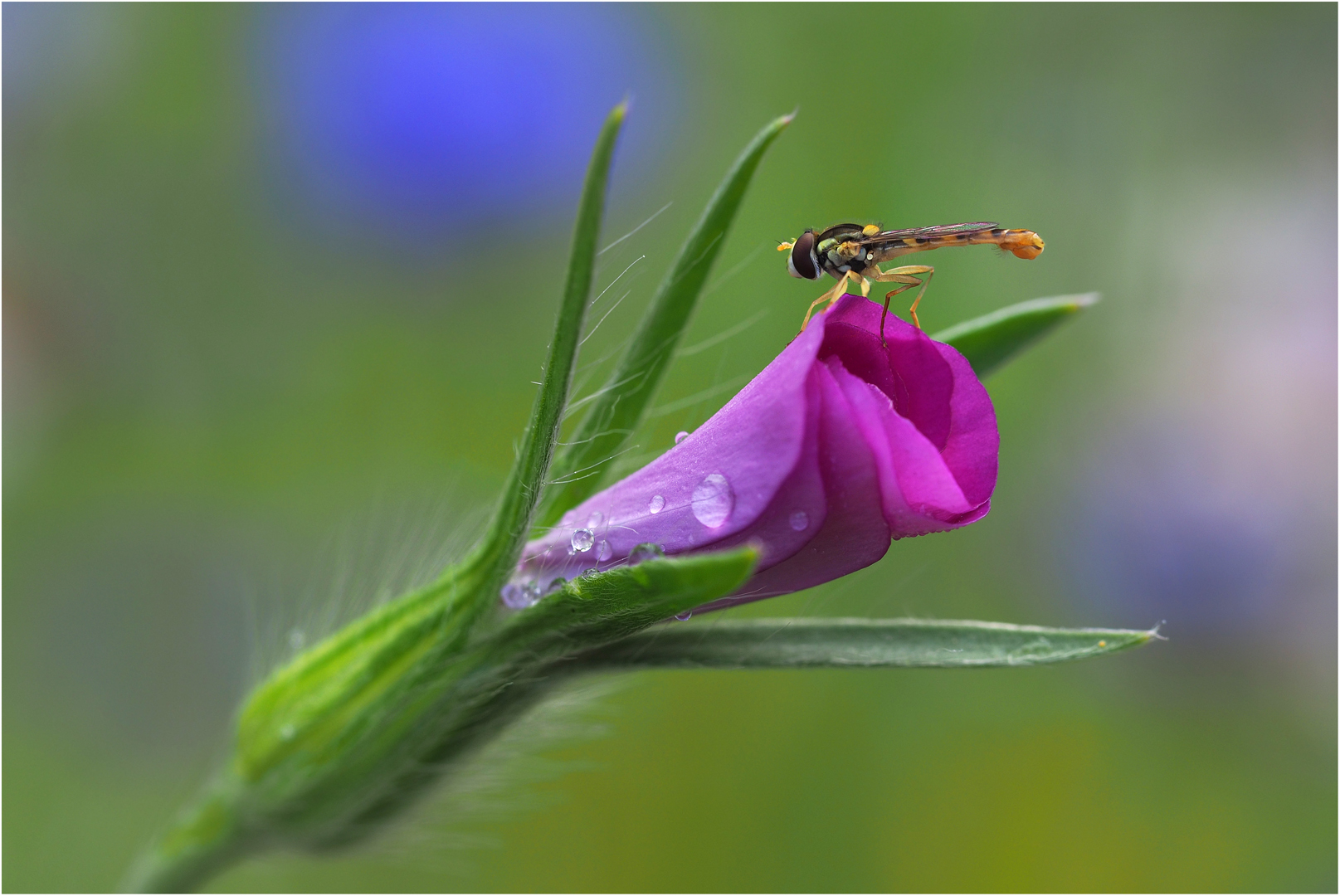 Schwebfliege  beim Morgenputz