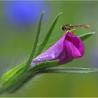 Schwebfliege  beim Morgenputz