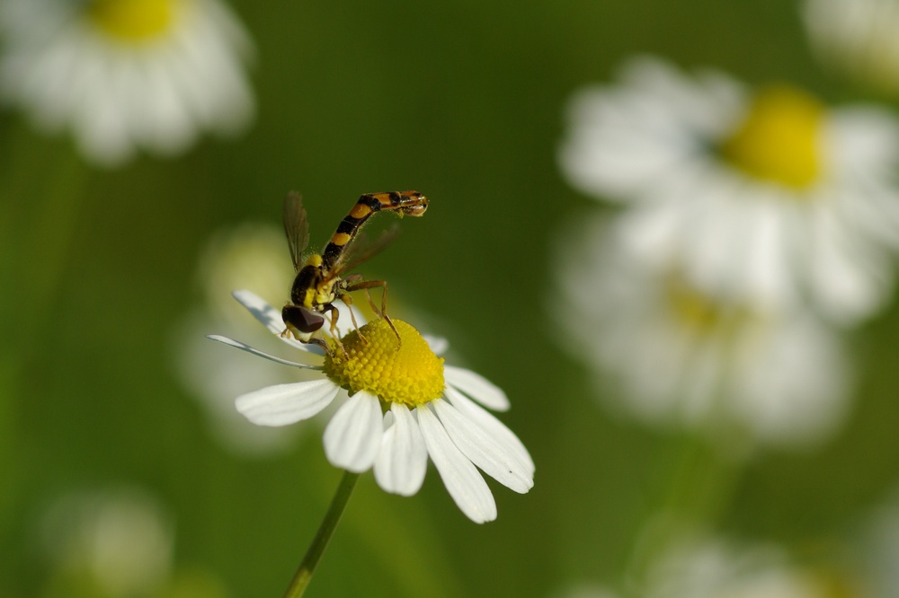 Schwebfliege beim Nachmittagsimbis