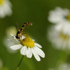 Schwebfliege beim Nachmittagsimbis