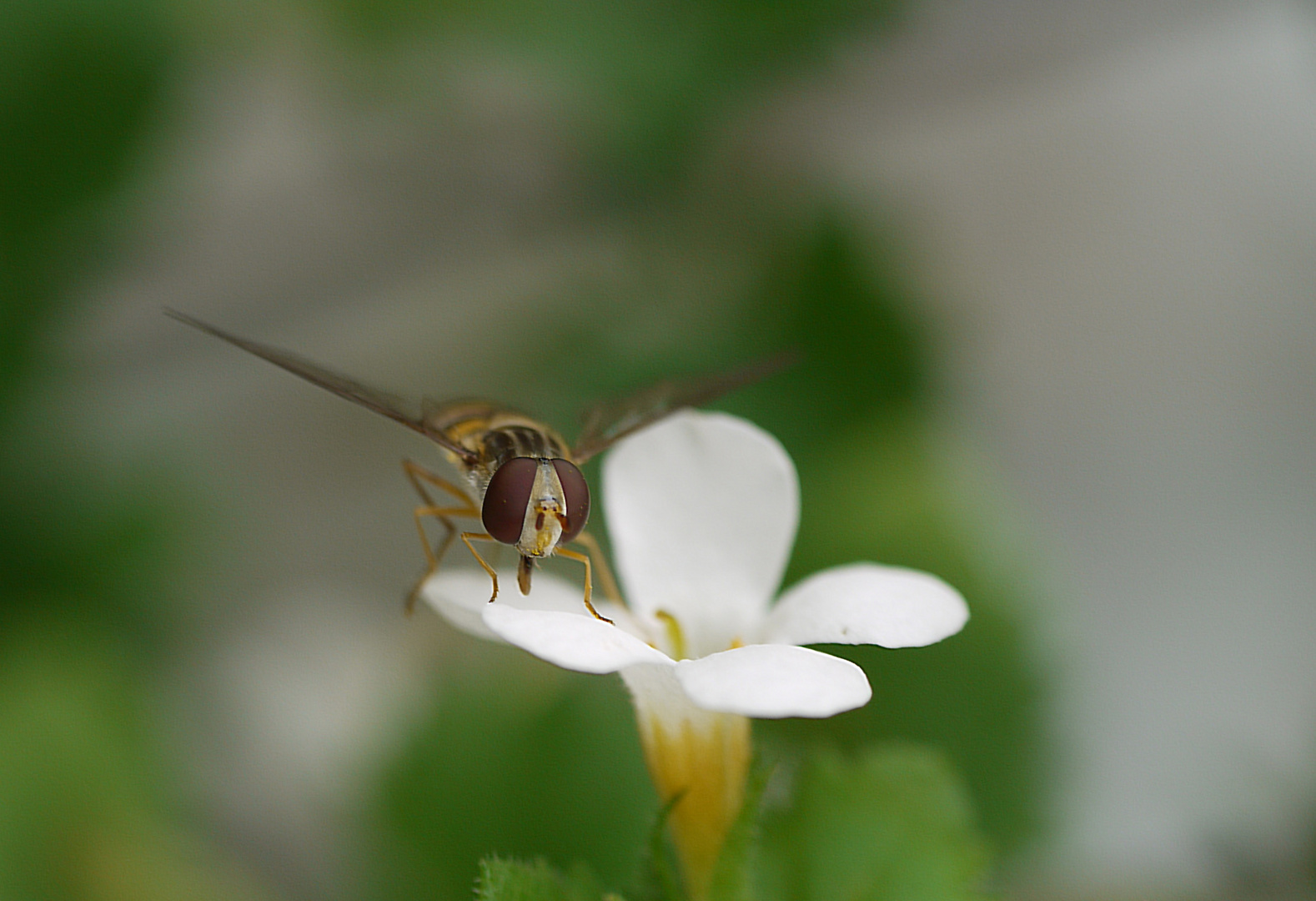 Schwebfliege beim naschen