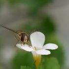 Schwebfliege beim naschen