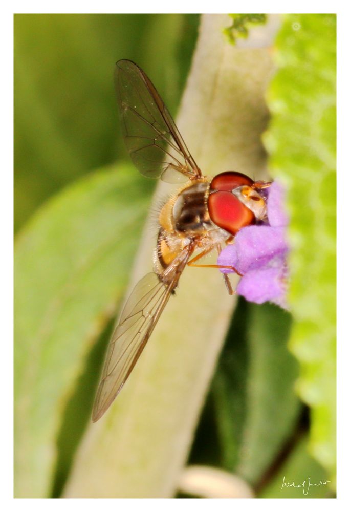 Schwebfliege beim naschen