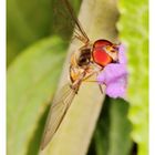 Schwebfliege beim naschen